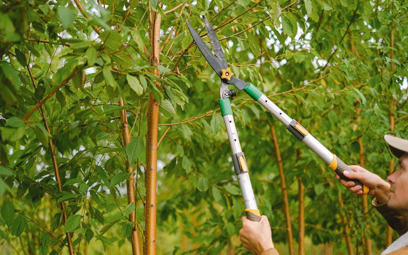 Tree trimming in Gruetli Laager, TN