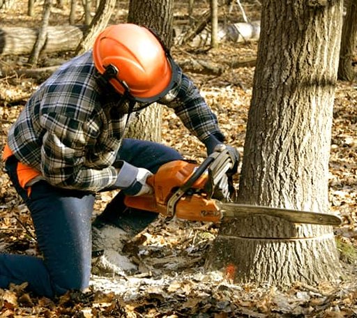 Tree Removal in Gruetli Laager, TN